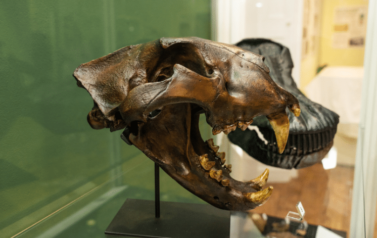 Extinction_2